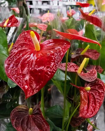 Flowering houseplant anthurium is sold in a flower shop. Close up.の写真素材
