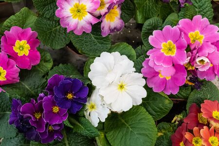 Blooming primula flowers in a flower shop. Several sorts. Top view.の写真素材