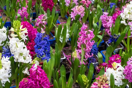 Blooming blue hyacinths on a blurred background of colorful flowers. Houseplants are in a flower shop.の写真素材