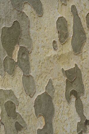Texture of the bark of a tree sycamore Platanusの写真素材