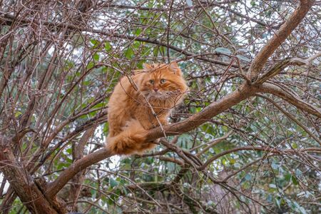 A wonderful feral red cat with green eyes sits on a thick branchの写真素材