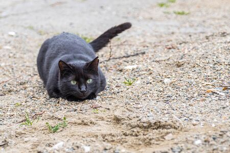 a wonderful feral black cat with green eyes focused and ready to jumpの写真素材
