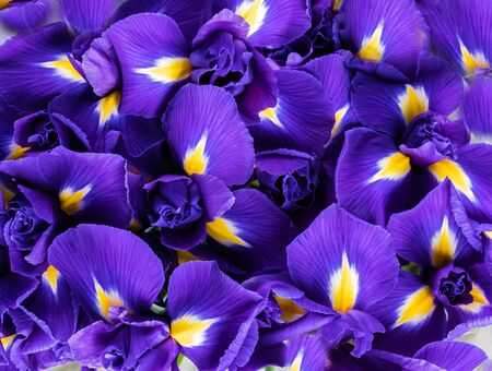 Texture of petals and buds of an iris flower as a background. Blue, violet and yellow shades.の写真素材