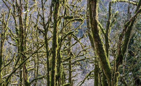 Relict trees, covered with moss and lichen, in the yew and boxwood grove of the Caucasian Biosphere...