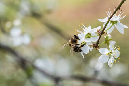 Close up of a branch with white flowers of a cherry tree on a blurred background. A bee is sitting...