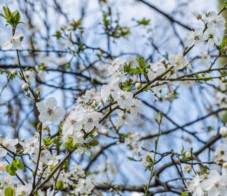 A branch with white flowers of a cherry tree on a blurred backgroundの写真素材