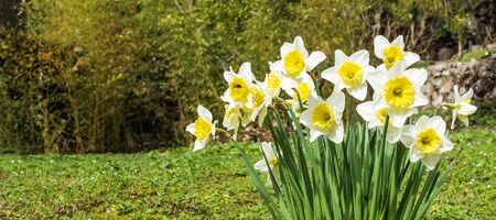 Bouquet of yellow and white daffodils blooming in a clearing against a green forest. Banner.の写真素材