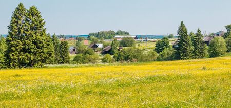 Summer landscape. Meadow with blooming yellow flowers and dandelions. The outskirts of the Ural village in the Perm region, Russia Bannerの写真素材