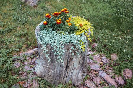 Flower bed on an old stumpの写真素材