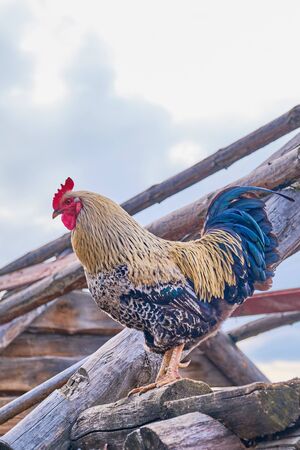 Beautiful bright rooster standing on old wooden boardsの写真素材