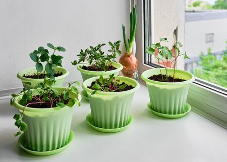 Vegetables garden on windowsillの写真素材