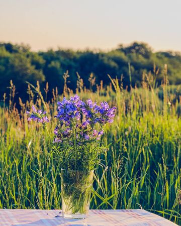 Summer landscape. Bouquet of blue wildflowers, lit by sunlight, in a glass on a table on a background of green grass. Dracocechalum ruyshianaの写真素材