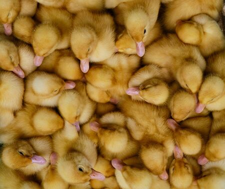 A pile of little yellow fluffy cute ducklings. Top view.の写真素材