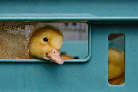 Little yellow fluffy cute duckling peeks out of a plastic basket at the agricultural market.の写真素材