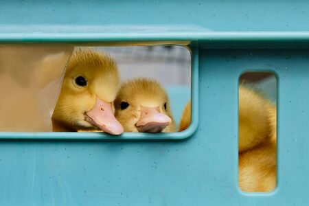 Two little yellow fluffy cute ducklings peek out of a plastic basket at the agricultural market.の写真素材