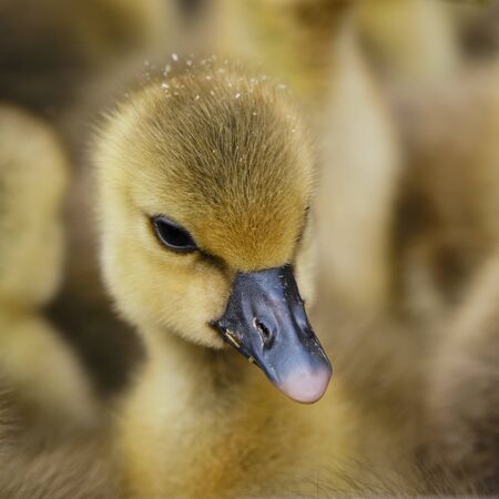 Close-up portrait of a little cute fluffy funny Gosling.の写真素材