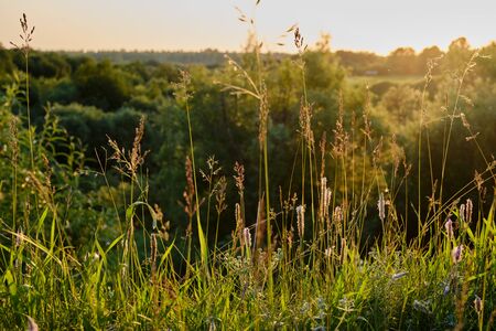 Scenic blades of grass lit by the sunlight against a background of dark bushes. Summer landscape. Sunsetの写真素材
