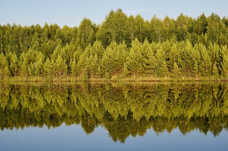 Rows of pines and birches standing on the lake shore are symmetrically reflected on the surface of the water.の写真素材