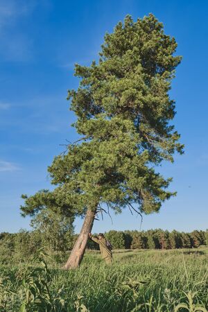 Active man in mosquito suit with a backpack as if supporting a falling cedar. Siberia , Russia. Solo traveling, lifestyle, domestic tourism conceptの写真素材
