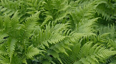 Fern leaf texture as background. Siberian forest, Russiaの写真素材