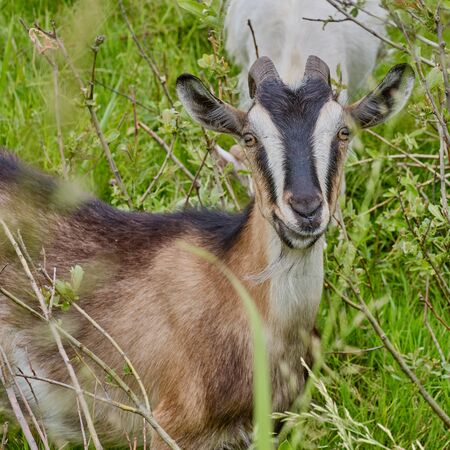 Close up portrait of cute grisons striped goat looking at the camera on a background of green twigs and grassの写真素材