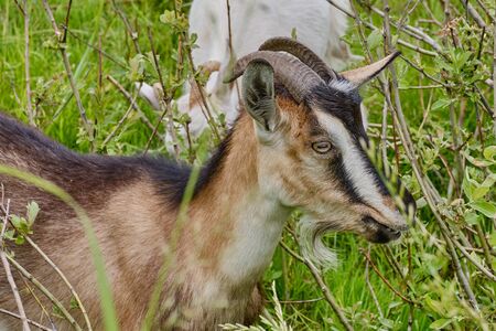 Close up portrait of cute grisons striped goat on a background of green twigs and grassの写真素材