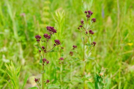 Blooming wild oregano among the grass in the meadow.の写真素材