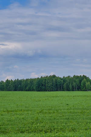 Agricultural field with perennial grass on a background of a beautiful cloudy sky. Summer landscapeの写真素材