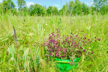 Bouquet of blooming oregano in a green bucket among the meadowの写真素材