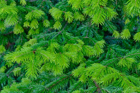 Texture of spruce branches with light green shoots as a background Close upの写真素材