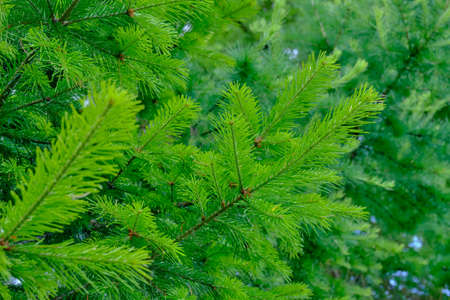 Texture of spruce branches with light green shoots as a background Close up