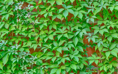 Texture of green leaves of maiden grape creeper on orange brick wall as backgroundの写真素材