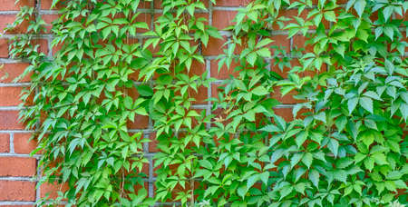 Texture of green leaves of maiden grape creeper on orange brick wall as background Bannerの写真素材