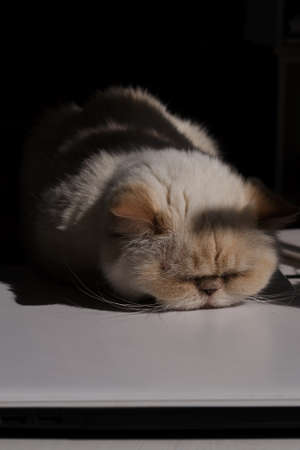 Home office. Adorable beige domestic cat lit by the sunlight is sleeping cozily on a laptop. The breed is exot, color red pointの写真素材
