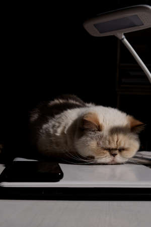 Home office. Adorable beige domestic cat lit by the sunlight is sleeping cozily on a laptop. The breed is exot, color red point Bannerの写真素材