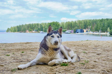 Portrait of a adorable Siberian husky dog sitting on a sandy beach near a lake.の写真素材