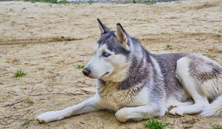 Portrait of a adorable Siberian husky dog sitting on a sandy beachの写真素材