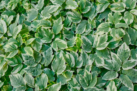 Green leaves texture as background. Goutweed decorative variegated, Aegopodium podagrariaの写真素材