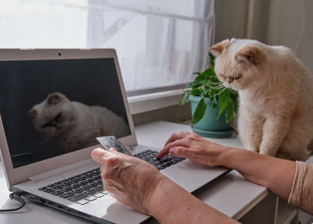Home office. Senior woman's hands holding a plastic card in front of a laptop. Retired person shopping online A cute beige cat is sitting next to herの写真素材