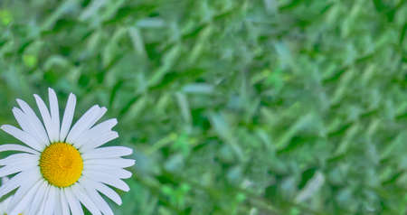 A beautiful bud of a chamomile flower on green blurred background Banner Copy spaceの写真素材