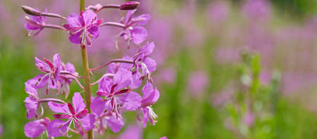 Close-up wild flower of fireweed, blooming in the meadow. Chamaenerion angustifolium, ivan tea Bannerの写真素材
