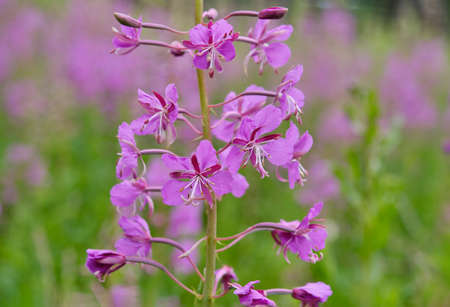 Close-up wild flower of fireweed, blooming in the meadow. Chamaenerion angustifolium, ivan teaの写真素材