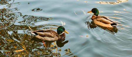 Two wild beautiful drakes floating on the riverの写真素材