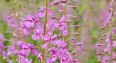 fireweed, blooming in the meadow. Chamaenerion angustifolium, ivan teaの写真素材