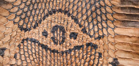 Texture of the snake's  skinの写真素材
