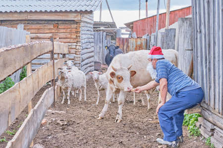 Senior man in Santa Claus red hat and artificial white beard feeding the bullsの写真素材