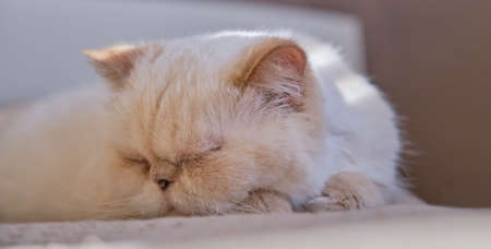 Adorable beige domestic cat is sleeping cozy. Close up. The breed is exot, color red point. Bannerの写真素材