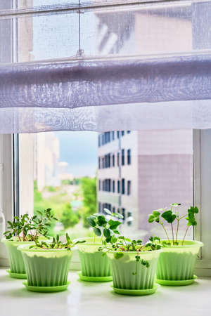 Vegetable garden on window sill on background of blue sky and urban buildings. Young plants of tomato, cucumber, chard, radish, phlox in green pots.の写真素材