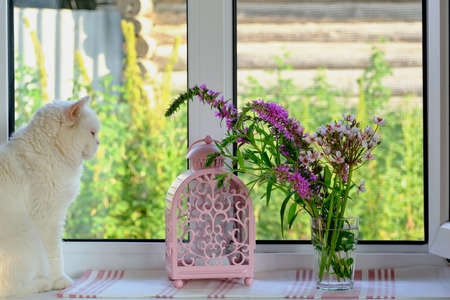 Summer composition. A bouquet of wildflowers in a glass, a beautiful pink candle holder and cute white cat on a windowsill in a farmhouse. Country life conceptの写真素材