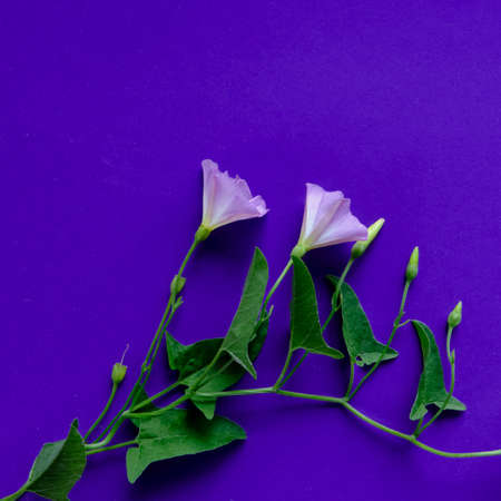 A stem of field bindweed with two delicate flowers on violet background Top viewの写真素材